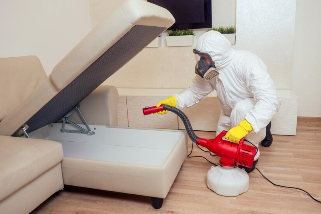 Bed Bug Eradication