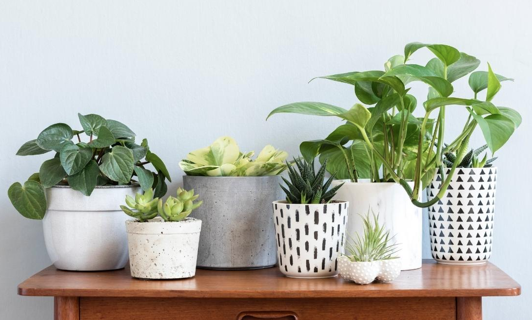 Spiff Up Your Home: Types Of Indoor Plants Make It Easy